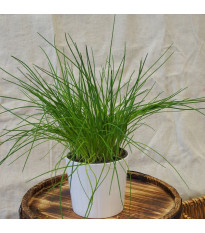 Pažitka pražská - Allium schoenoprasum L. - semena pažitky - 750  ks